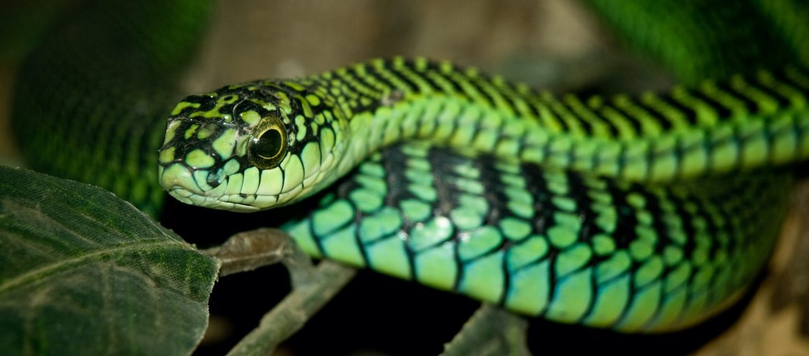 Boomslang
